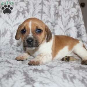 Danny, Jack Russell Mix Puppy