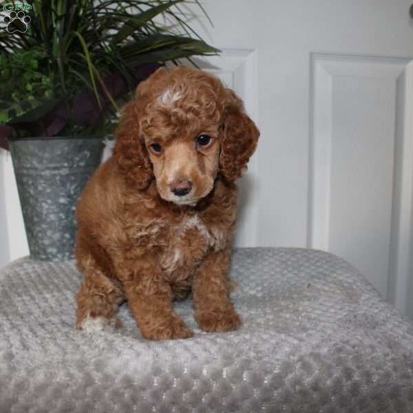 Layla, Miniature Poodle Puppy