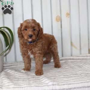 Rambo, Cavapoo Puppy