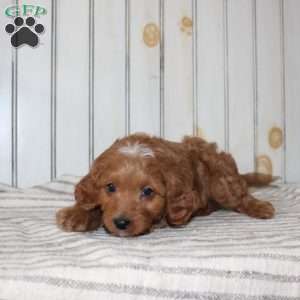 Rascal, Cavapoo Puppy