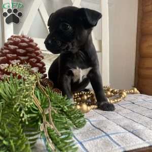 Flower, Jack Russell Mix Puppy