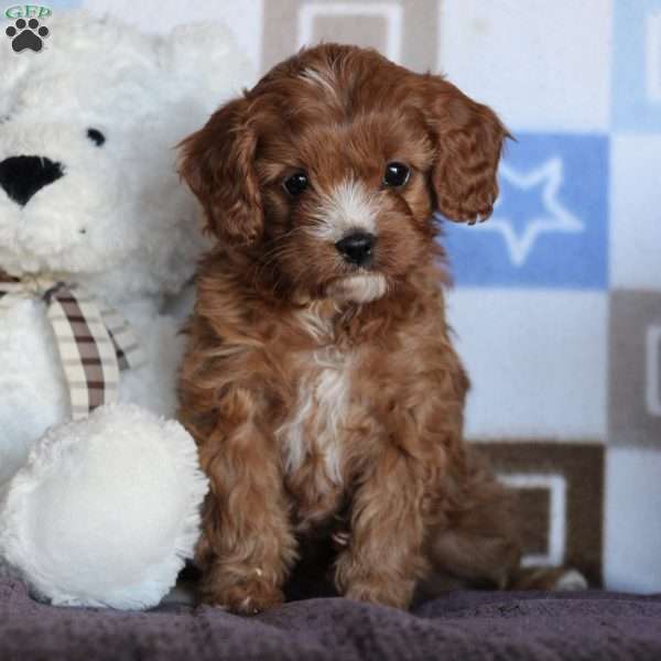 Olive, Cavapoo Puppy