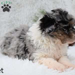 Comet, Mini Aussiedoodle Puppy