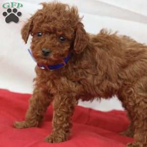 Mac, Miniature Poodle Puppy