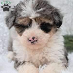 Vixen, Mini Aussiedoodle Puppy