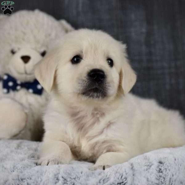 Theo, Golden Retriever Puppy