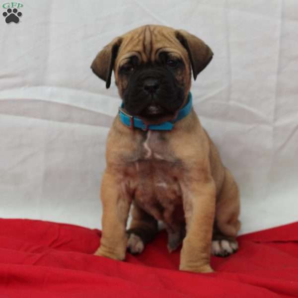 Zeek, Cane Corso Puppy