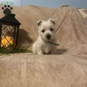 Sawyer, West Highland Terrier Puppy