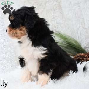 Holly, Mini Aussiedoodle Puppy