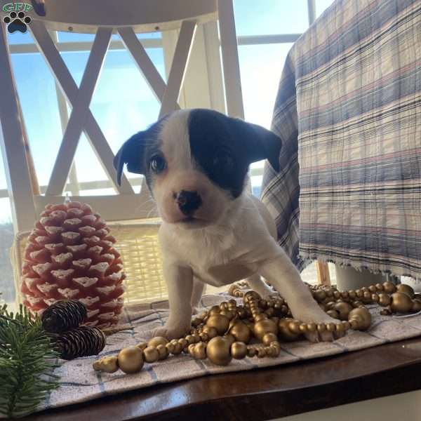 Spuds, Jack Russell Mix Puppy