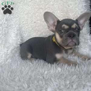 Penelope, French Bulldog Puppy