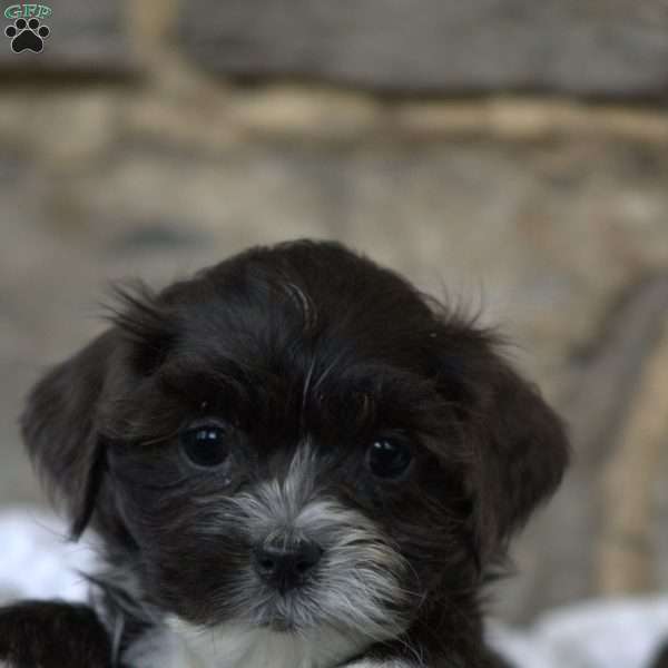 Belle, Toy Poodle Mix Puppy