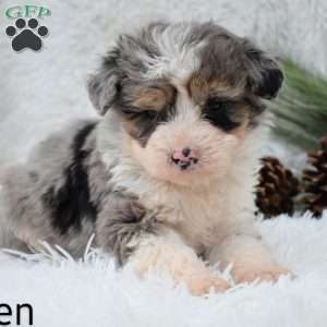 Vixen, Mini Aussiedoodle Puppy