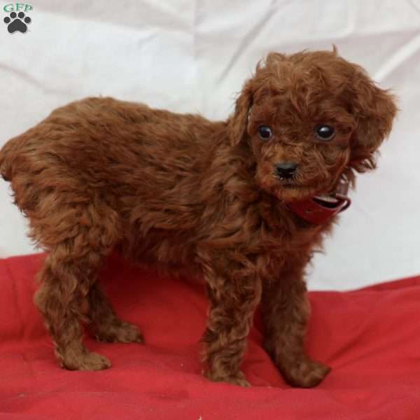 Mable, Miniature Poodle Puppy