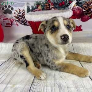 Jamin, Australian Shepherd Puppy