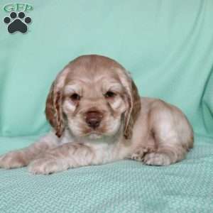 Jingles, Cocker Spaniel Puppy