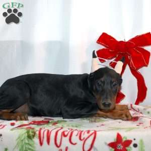 Ethan, Doberman Pinscher Puppy