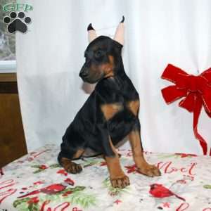 Gloria, Doberman Pinscher Puppy