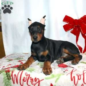 Frankencense, Doberman Pinscher Puppy