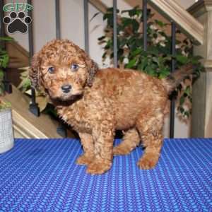 Allen, Mini Whoodle Puppy