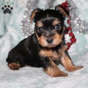 David, Yorkie Puppy