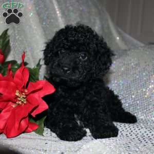 Button, Miniature Poodle Puppy