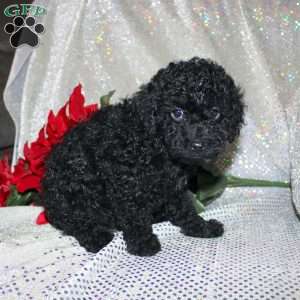 Bella, Miniature Poodle Puppy