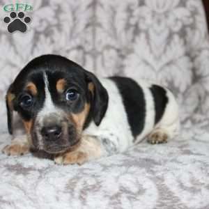 Dean, Jack Russell Mix Puppy