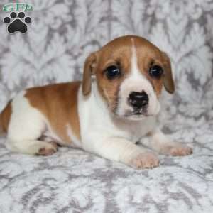 Drew, Jack Russell Mix Puppy