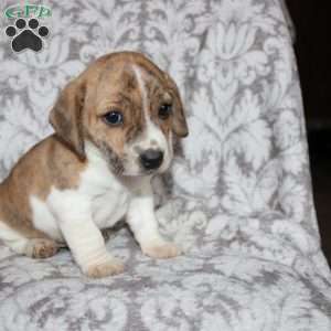 David, Jack Russell Mix Puppy