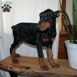 Frankencense, Doberman Pinscher Puppy