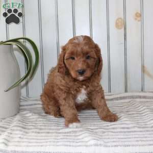 Rambo, Cavapoo Puppy