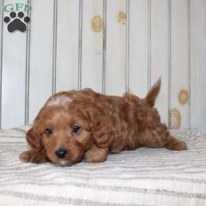 Rascal, Cavapoo Puppy