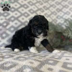 Maddie, Mini Bernedoodle Puppy