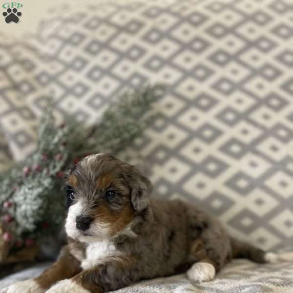 Marshall, Mini Bernedoodle Puppy