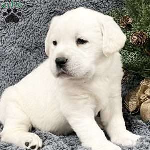 Dixie, Yellow Labrador Retriever Puppy