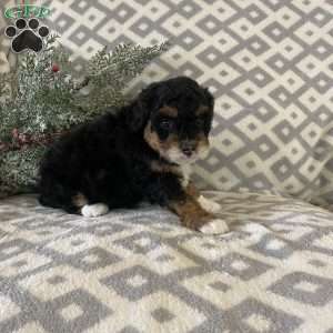 Monty, Mini Bernedoodle Puppy