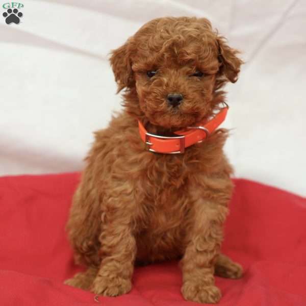 Masha, Miniature Poodle Puppy