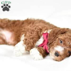 Louie, Mini Goldendoodle Puppy