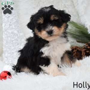 Holly, Mini Aussiedoodle Puppy