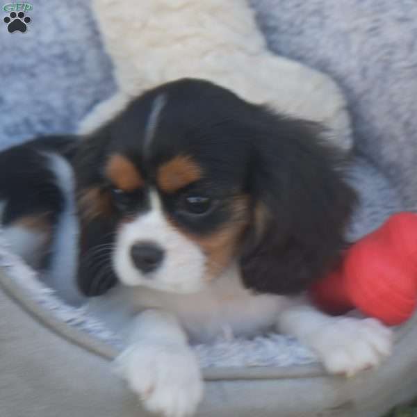 Firestone, Cavalier King Charles Spaniel Puppy