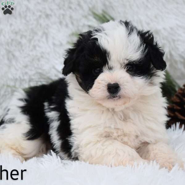 Dasher, Mini Aussiedoodle Puppy