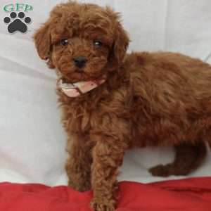 Mable, Miniature Poodle Puppy