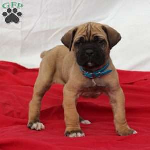 Zeek, Cane Corso Puppy