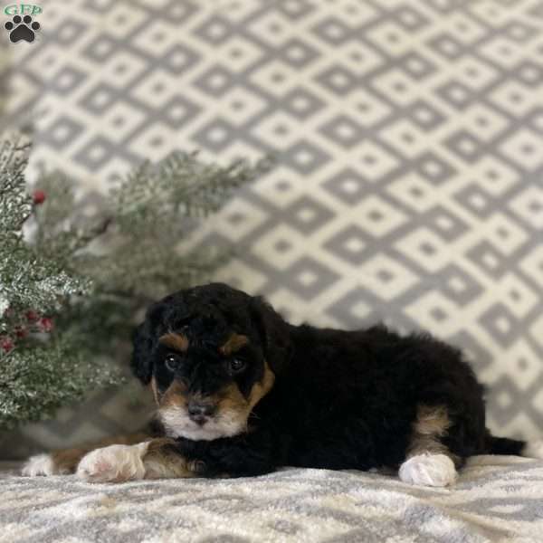 Monty, Mini Bernedoodle Puppy