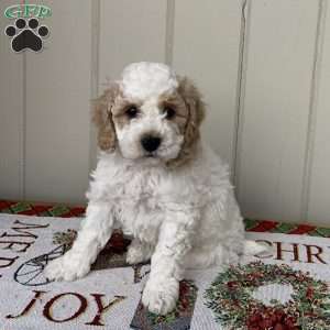 Marshmallow, Cockapoo Puppy