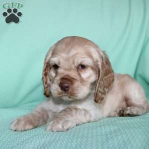 Jingles, Cocker Spaniel Puppy