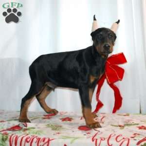 Ethan, Doberman Pinscher Puppy