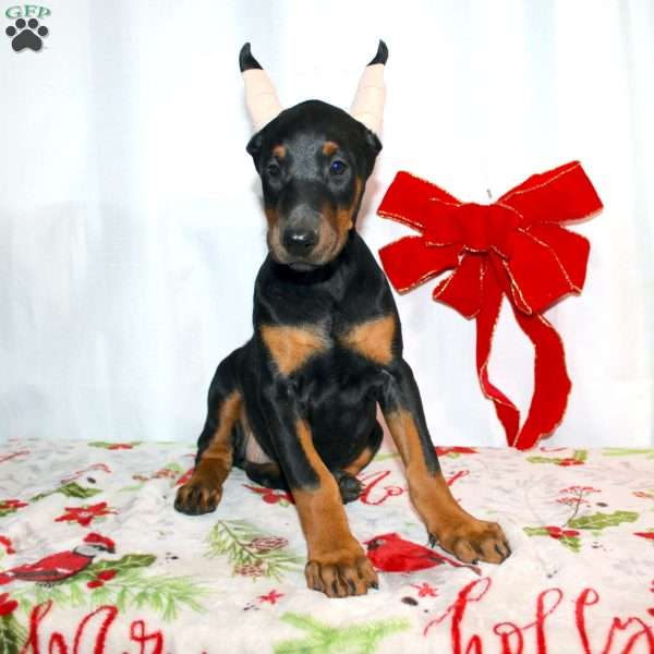 Gloria, Doberman Pinscher Puppy