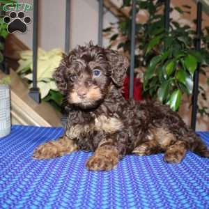 Angie, Mini Whoodle Puppy